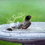 bird-bath-g4fac0bda3_640.jpg